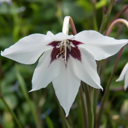 Nærbillede af Acidanthera callianthus (Abessinsk gladiolus) med hvide blomster og mørkere midte, velegnet til bede og buketter — produkt: 60 løg fra Florex.