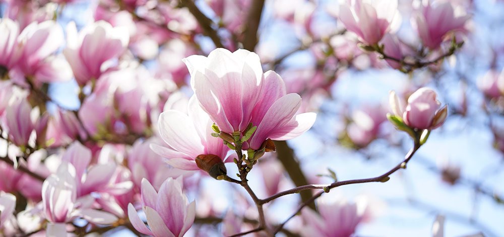 Nærbillede af lyserøde og hvide magnoliablomster på en gren med blå himmel i baggrunden