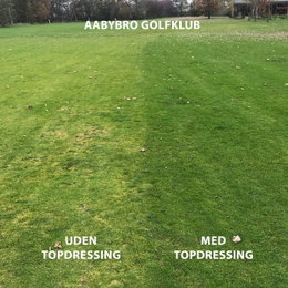 Fairway med og uden topdressing Fairway i Aabybro Golfklub med og uden topdressing