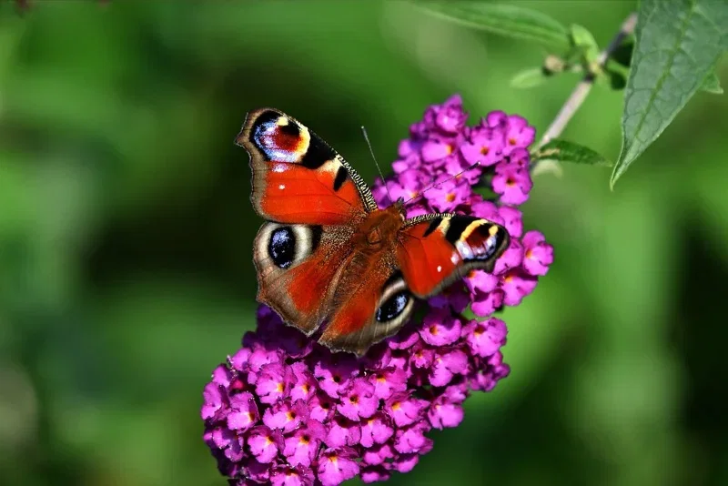 Påfugleøje (Aglais io) på lilla sommerfuglebusk Rød påfugleøje-sommerfugl med karakteristiske øjepletter på vingerne sidder på en klump lilla blomster på en sommerfuglebusk, grøn, sløret baggrund