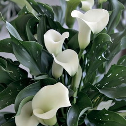 Calla Zantedeschia Albomaculata hvid - 1 løg | Florex - elegant hvid blomst, 50–60 cm, blomstrer juli–okt Calla Zantedeschia Albomaculata hvid fra Florex, tæt billede af hvide calla-blomster med mørkegrønne, let plettede blade. Velegnet til haven, krukker eller som stueplante. 1 løg, blomstring juli–okt, 50–60 cm høj.
