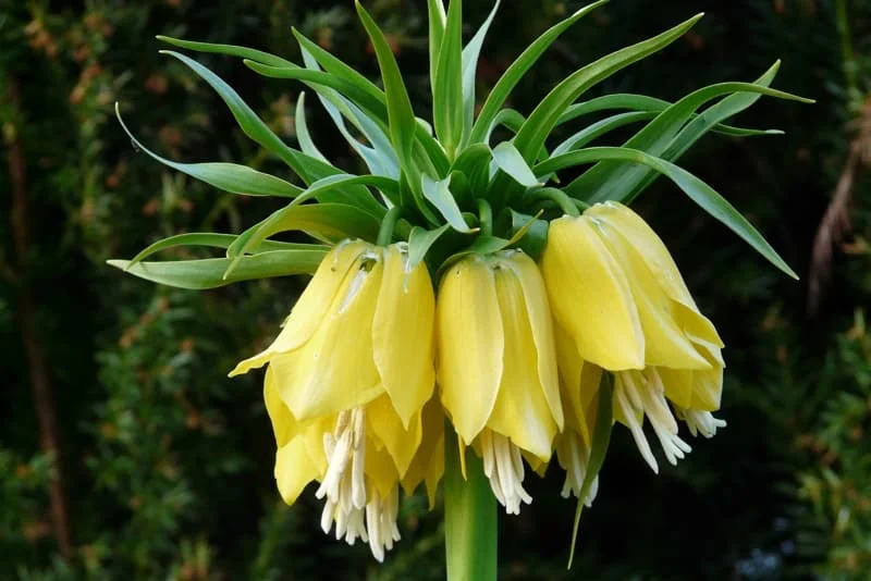 Nærbillede af gul kronelilje (Fritillaria) med hængende klokkeformede blomster og grønne blade