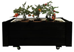 Mobil sort plantekasse med tre tomatplanter