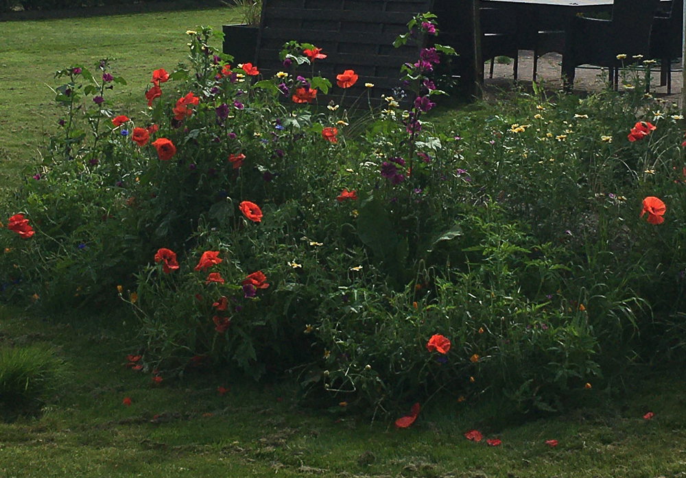 Sommerblomster og stauder i grønt havebed