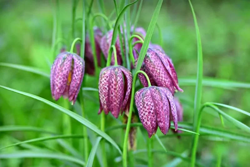Nærbillede af Fritillaria meleagris (kobjælde) med flere rutemønstrede, hængende lilla og lyserøde klokkeformede blomster omgivet af grønne græsstrå