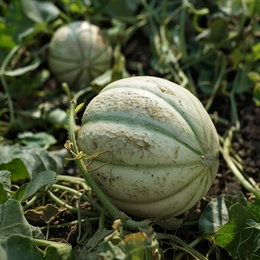 Økologisk Cantaloupemelons frø 'Charentais' – ca. 10 frø | Buzzy Organic Cantaloupemelon 'Charentais' på marken – illustrerer økologiske frø til dyrkning (ca. 10 frø). Sød, smagfuld, varmecelskende melon egnet til drivhus, sås indendørs marts–maj, høst juli–oktober.