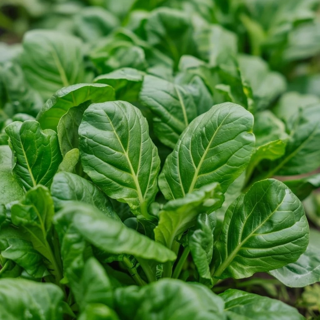 Nærbillede af mørkegrønne tatsoi-blade; økologisk Tatsoi frø fra Buzzy Organic til dyrkning i krukker eller direkte i haven. Kuldresistent bladgrønt, egnet til wokretter og supper, høstes blad for blad eller som hel roset.