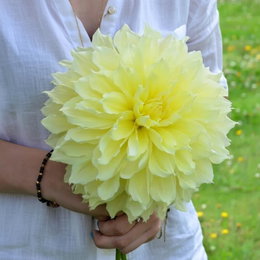 Dahlia 'Kelvin Floodlight XXL' - gul dahlia, 1 stk. | Florex Stor lysende gul dahlia 'Kelvin Floodlight XXL' med meget tynde, næsten gennemsigtige kronblade, op til 20 cm i diameter; lange robuste stængler, velegnet som snitblomst, 1 stk., Florex