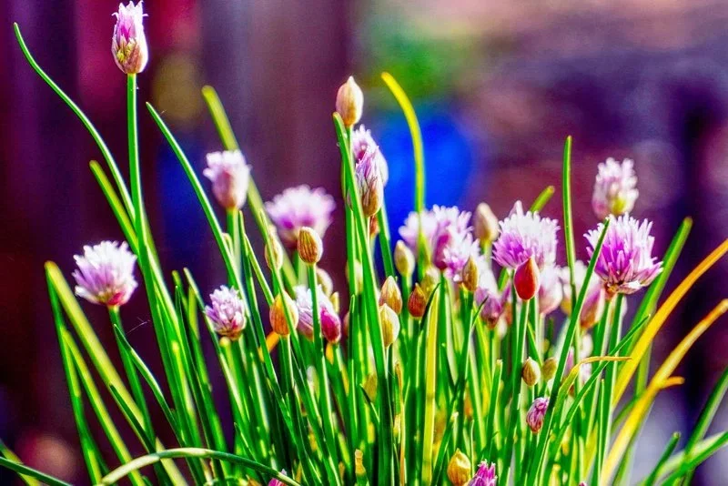 Nærbillede af purløg med grønne stilke og lilla blomster, ideel som frisk krydderurt til madlavning