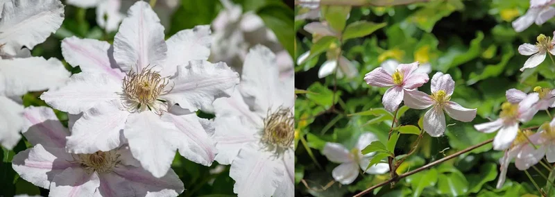 Hvid-lyserød klematisblomst i tæt gruppe, havebillede med detaljer Nærbillede af hvide og lyserøde klematisblomster med gule støvdragere og grøn bladbaggrund