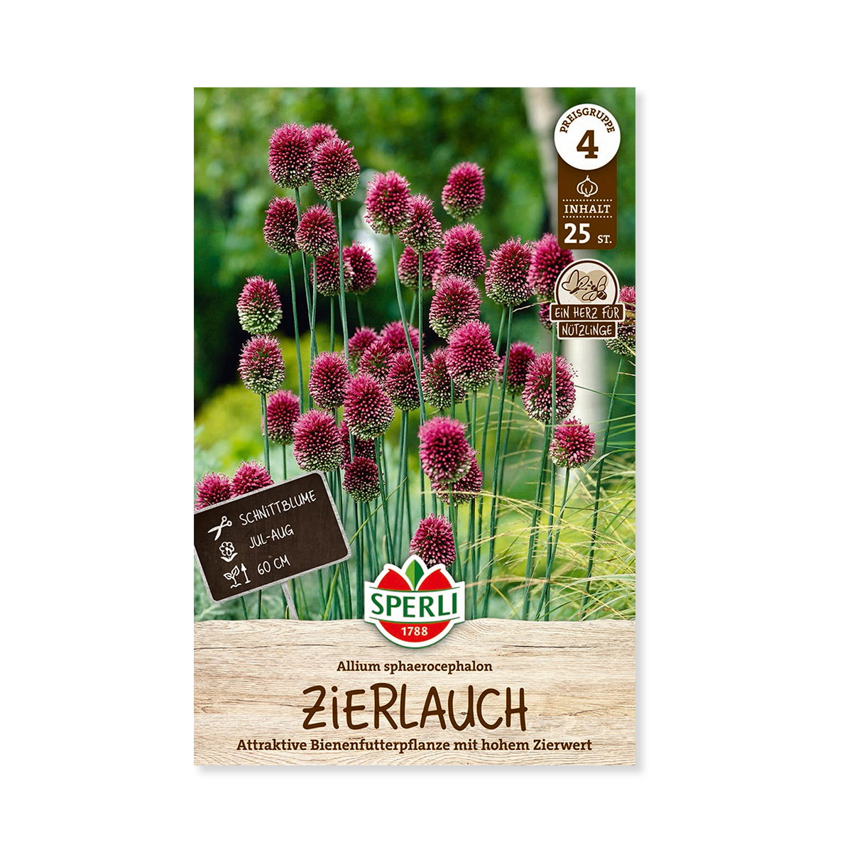 Prydløg Allium sphaerocephalon i blomst i haven