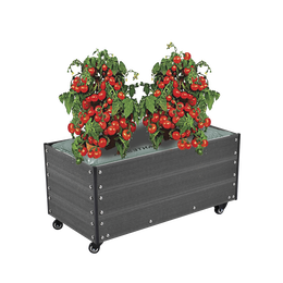 Højbed på hjul med tomatplanter Mobilt højbed med frodige tomatplanter