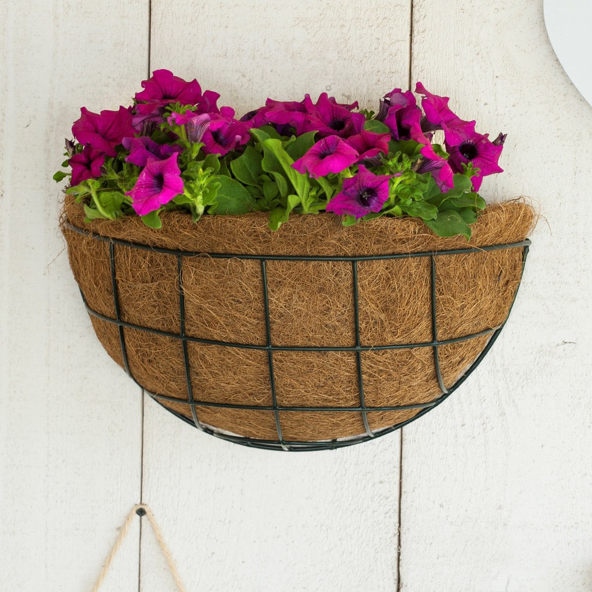 Halvrund væghængt blomsterkurv med lyserøde petunia