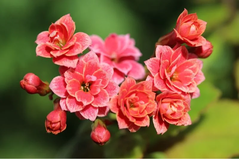 Kalanchoe med dobbelte rød-orange blomster - nærbillede Nærbillede af rød-orange Kalanchoe-blomster med flere dobbelte blomsterhoveder og knopper på grøn baggrund