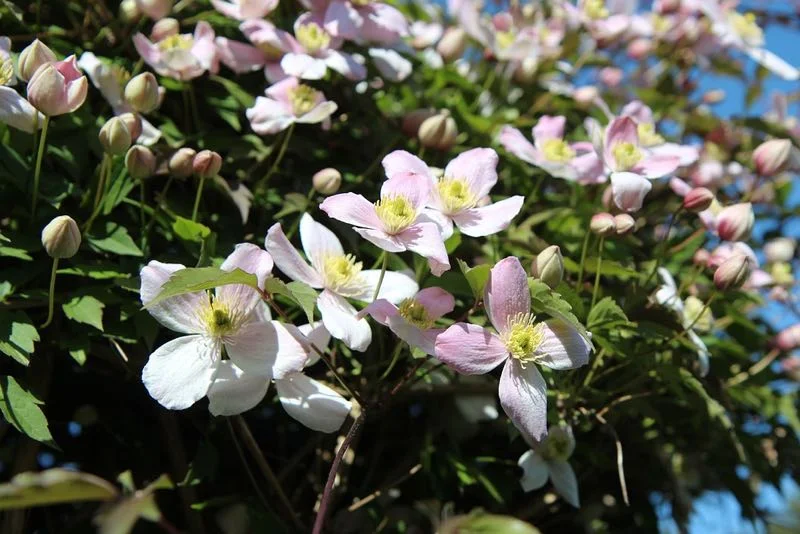 Nærbillede af en klematisklatreplante med lyserøde og hvide blomster og gule støvdragere mod grøn bladbaggrund