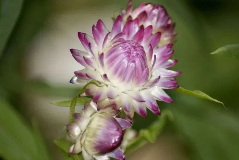 Nærbillede af lilla og hvide evighedsblomster (strawflower) med grøn, sløret baggrund