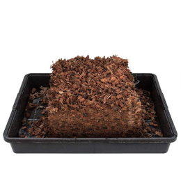 Kokosbriketter i bakke til plantning Kokosbriketter i plastbakke til dyrkning