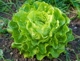 Billede af økologisk May Queen hovedsalat i køkkenhaven, grøn krøllet salathoved dyrket fra frø (Buzzy Organic) klar til høst