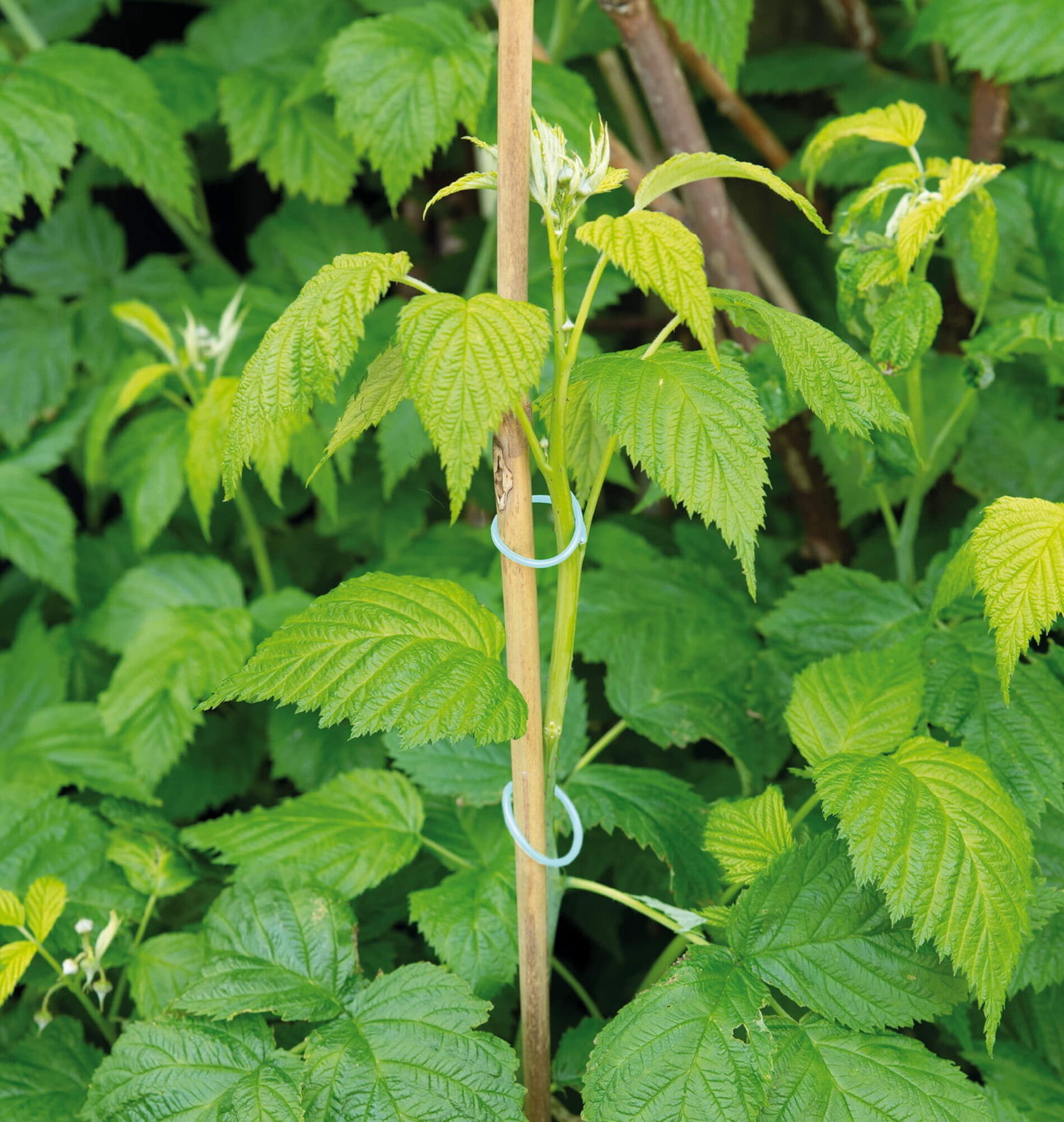 Planteclips til fastgørelse af stilke Grøn plante bundet til støtte med planteclips