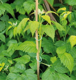 Planteclips til fastgørelse af stilke Grøn plante bundet til støtte med planteclips