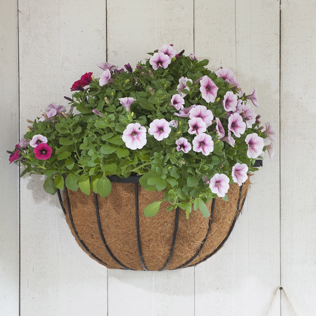 Hængekurv med lyserøde petunia blomster Vægmonteret hængekurv med lyserøde petunia