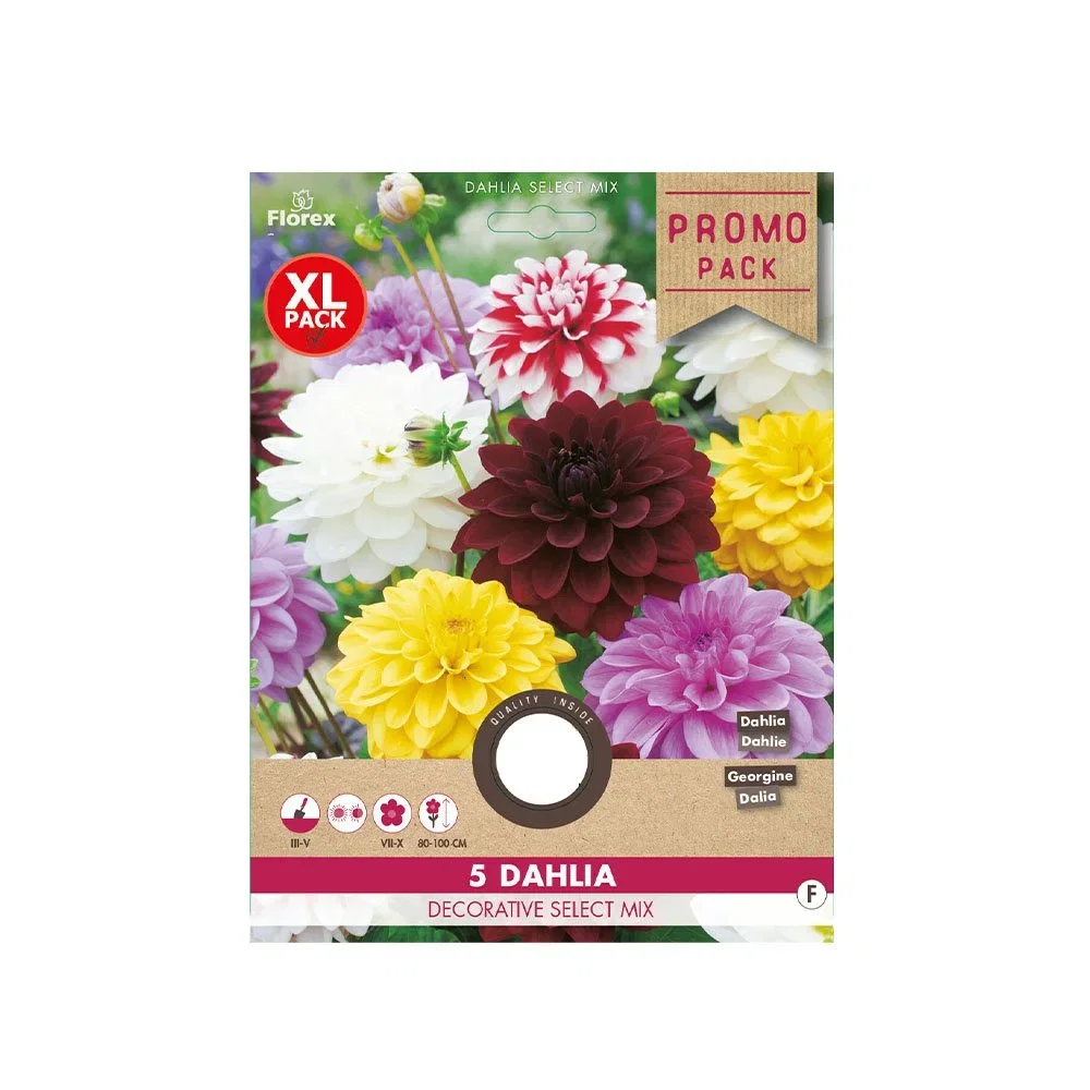 Pose med farvet blanding af dekorative dahlia