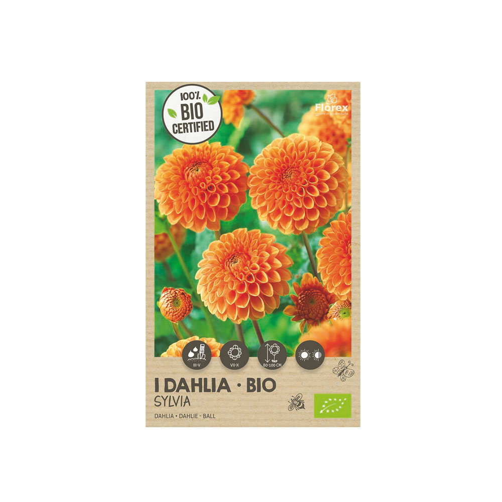 Pakke med økologiske dahlia Sylvia i orange