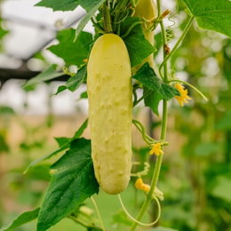 Økologisk Gele Tros agurk (Buzzy Organic) hængende på planten, lysegul og kompakt sort med trosdannelse; mild smag, velegnet til salater, snack og dyrkning i drivhus eller friland