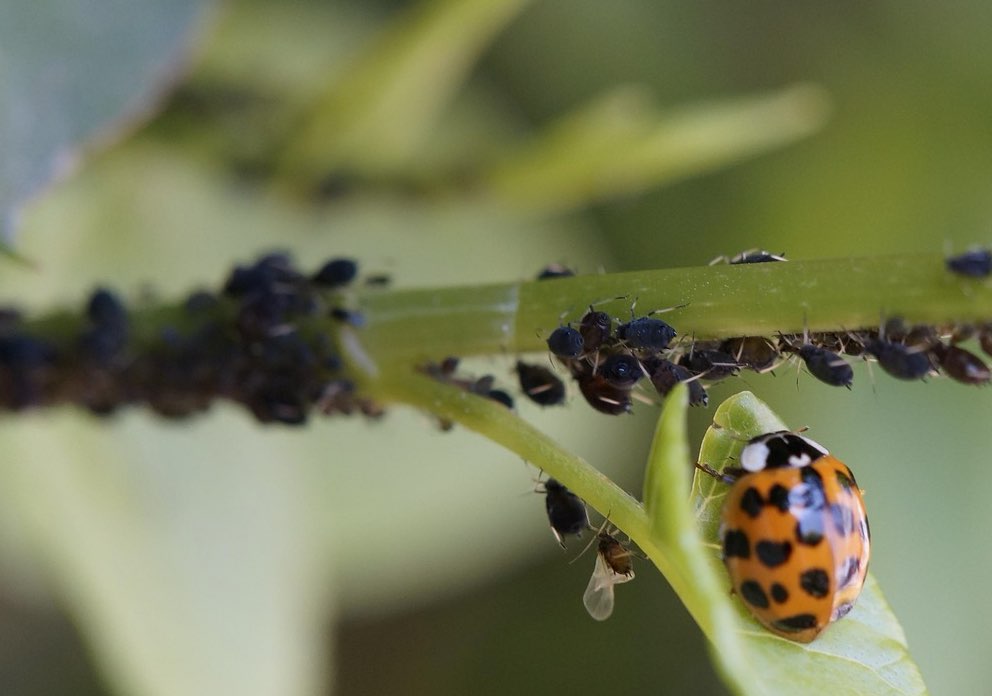 Mariehøne på grøn plante med bladlus Orange og sort mariehøne på et blad tæt ved en række sorte bladlus på en grøn plante.