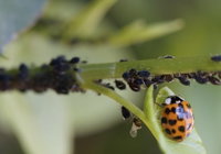 Mariehøne på grøn plante med bladlus Orange og sort mariehøne på et blad tæt ved en række sorte bladlus på en grøn plante.