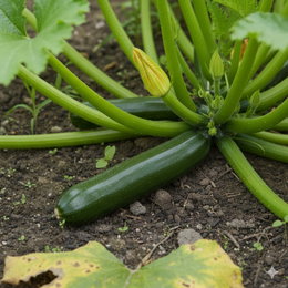 Økologisk Squash frø Partenon F1 – Buzzy Organic | Produktiv mørkegrøn squash til køkkenhaven Modnende mørkegrøn squash på planten med gult blomsterknop; Økologisk Squash frø 'Partenon F1' fra Buzzy Organic, produktiv sort der høstes ved ca. 15–20 cm, velegnet til grill, bagning og gryderetter