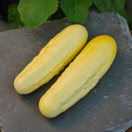Buzzy Organic Økologisk agurke frø 'Gele Tros' – kompakt, dekorativ sort med lysegule agurker, mild og mindre bitter smag, trosdannende for løbende høst i drivhus eller friland