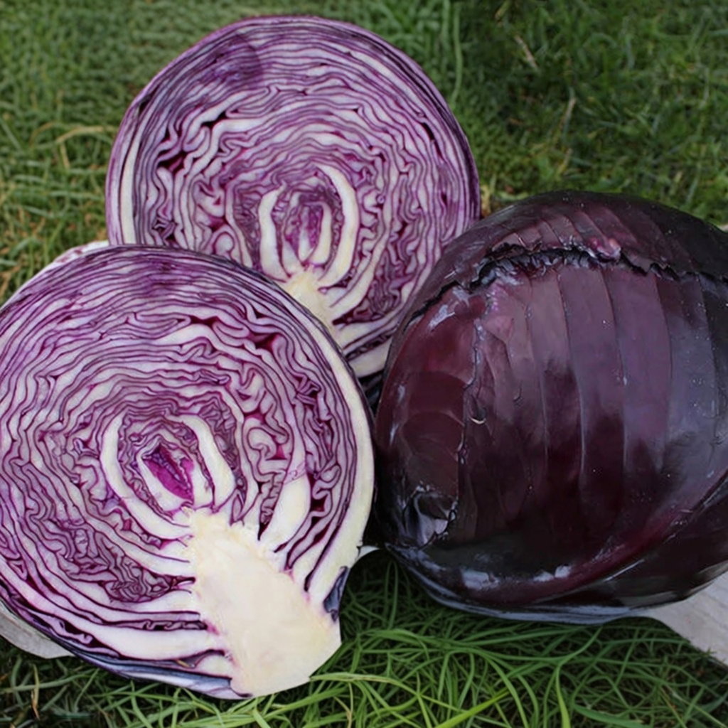 Halveret og hel rødkål lagt på græs, viser mørklilla, blanke blade fra Økologisk Rødkåls frø Klimaro F1 (Buzzy Organic). Velegnet til høst september–november, ideel til salater og kogt juletilbehør.