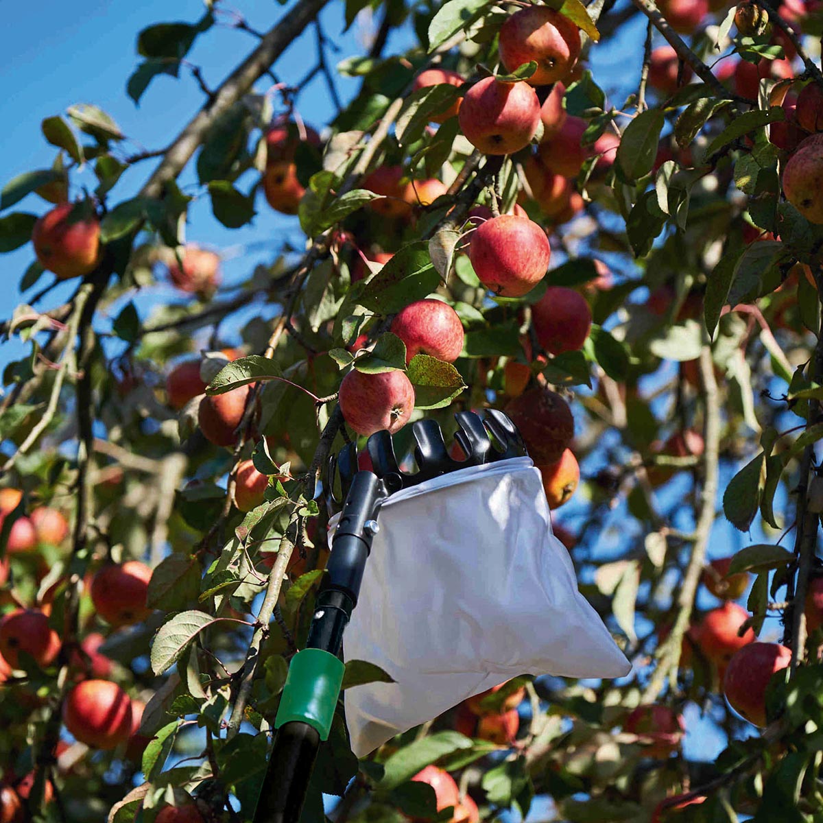Freund Frugtplukker - 140 cm teleskopstang med opsamlingstragt fra Freund Victoria Freund frugtplukker 140 cm i brug: trinløst justerbar teleskopstang og robust opsamlingstragt med plastpose til skånsom indsamling af æbler højt i træet. Letvægts, pulverlakeret design fra Freund Victoria.