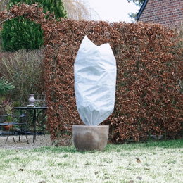 Frysebeskyttelse til potteplante i haven Potteplante dækket med frostbeskyttelse i have