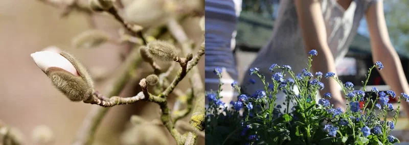 Forårsbillede med magnoliabud og blå forglemmigej i nærbillede Nærbillede af et blødt, dunet magnoliabud på en gren til venstre og blå forglemmigej-blomster i forgrunden til højre med sløret baggrund og menneskelig silhuet