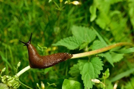 Brun snegl på en plante i grøn have