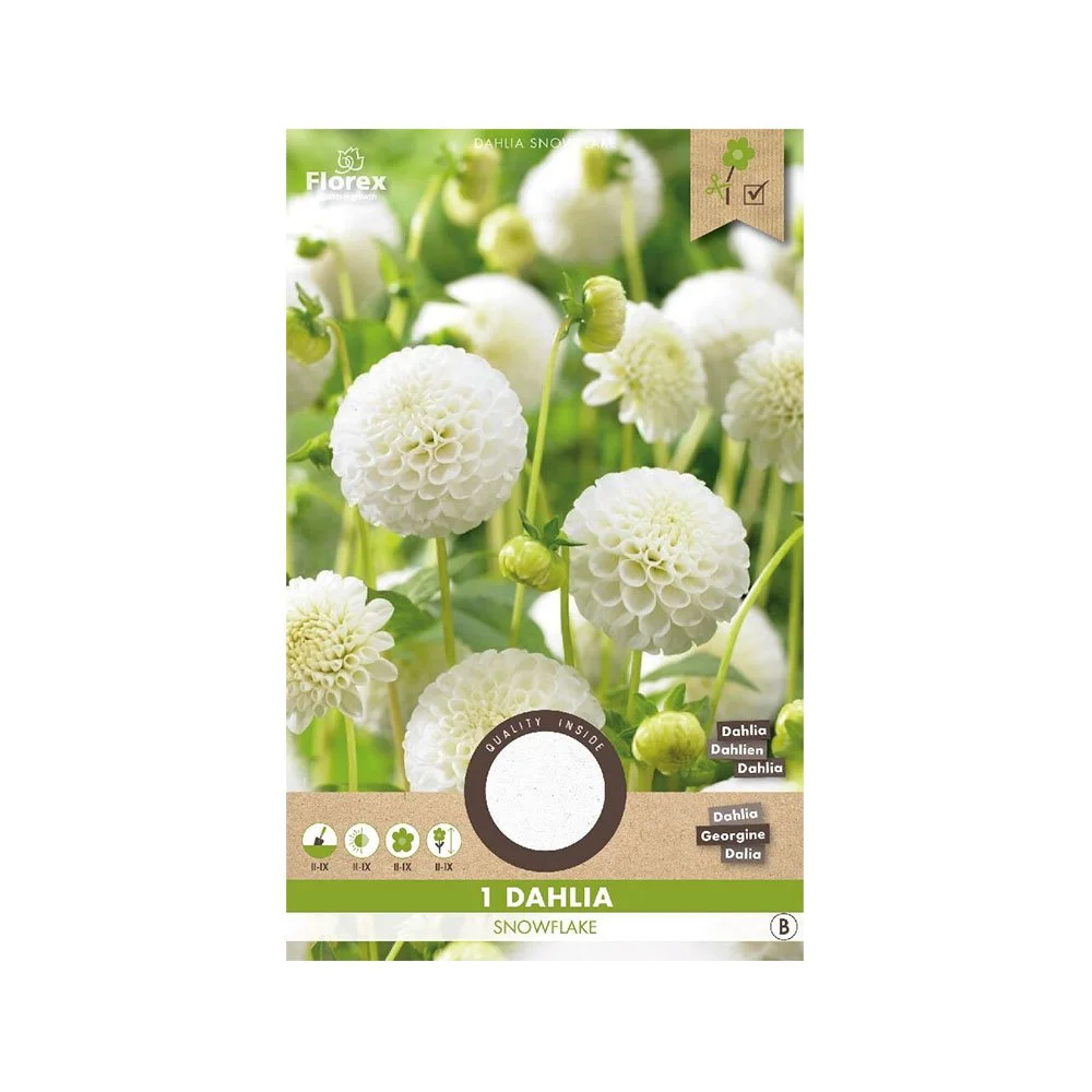 Pakke med Dahlia Snowflake hvide dahlia blomster