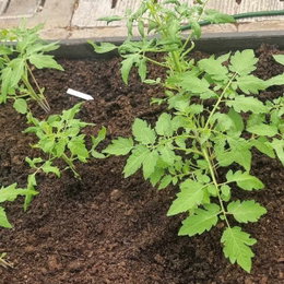 Unge tomatplanter i næringsrig jord Små tomatplanter, der vokser i fugtig jord