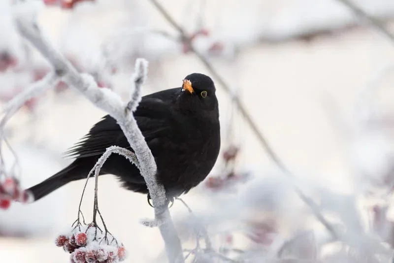 Sort solsort på frostbelagt bærgren i vinterlandskab Nærbillede af en sort solsort med orange næb siddende på en frostbelagt gren med røde bær i et sneklædt vinterlandskab