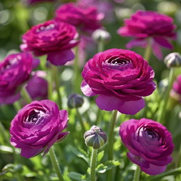 Ranunkler blomsterløg, lilla - 12 stk. | Florex – smukke fyldige blomster til haven og vaser Nærbillede af lilla ranunkler (12 stk.) fra Florex med fyldige, papirtynde kronblade på elegante stængler – velegnet til haven og som snitblomst i vaser.