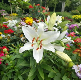 Økologisk Lilje 'Oriental White' – 1 løg | Store hvide trompetblomster, duftende – Florex Økologisk lilje 'Oriental White' i blomst med store hvide trompetformede blomster og knopper i en farverig have. Duftende orientalsk lilje, bedst i veldrænet sol/let skygge. Producent: Florex.