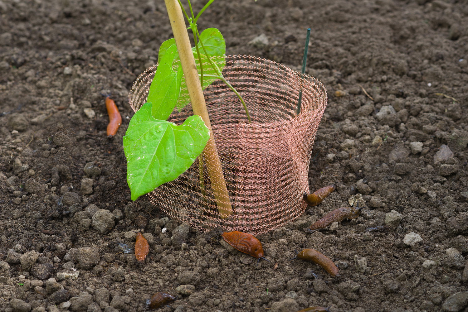 Kobber sneglebarriere (Snegle barriere 4 m x 12,7 cm, Nature) viklet omkring en ung plante i jord; diskret kemifri beskyttelse mod snegle og larver vist med flere snegle omkring barrieren.