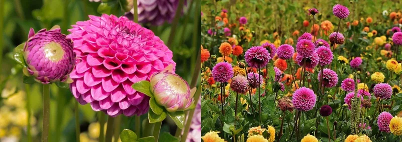 Lyserød kugledahlia i blomsterbed Nærbillede af lyserød kugledahlia med knopper til venstre og et blomsterbed fyldt med lyserøde, orange og gule dahliaer på stilke til højre.