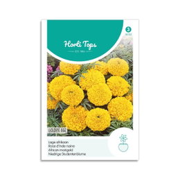 Horti Tops morgenfrue Golden Age frø Frø til gule afrikanske morgenfruer Golden Age