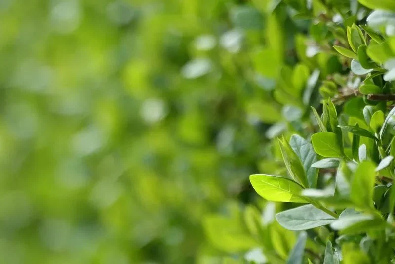 Tæt grøn hæk med friske, ovale blade i forgrunden og blød bokeh i baggrunden