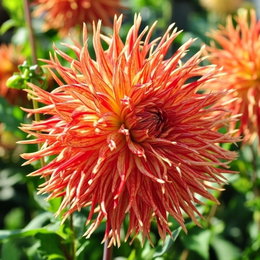 Dahlia 'Rejmans Firecracker' - kaktusdahlia, 1 løg | Florex Nærbillede af kaktusdahlia 'Rejmans Firecracker' med store røde og gule, næsten kugleformede blomsterhoveder (10–15 cm). Perfekt i solrige, veldrænede bede. Florex.