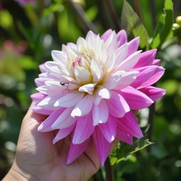Close-up af Dahlia 'Luca Johanna' med hvid midte, der gradvist skifter til blød rosa og dyb lilla ved kronbladenes spidser, holdt i hånd. Florex, 1 løg – smuk snitblomst til buketter.