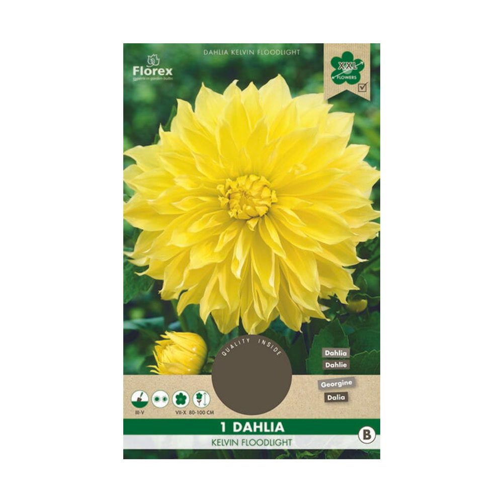 Pakke med gul Dahlia Kelvin Floodlight blomst
