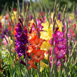 Florex Gladiolus mix blomsterløg - 8 stk. | Farverige høje gladiolus til haven og snitblomster Farverige gladiolus i orange, lilla, gul og pink fra Florex - Gladiolus mix blomsterløg 8 stk., høje spirende blomster velegnet til haven, som snitblomster og spiselige pyntblomster